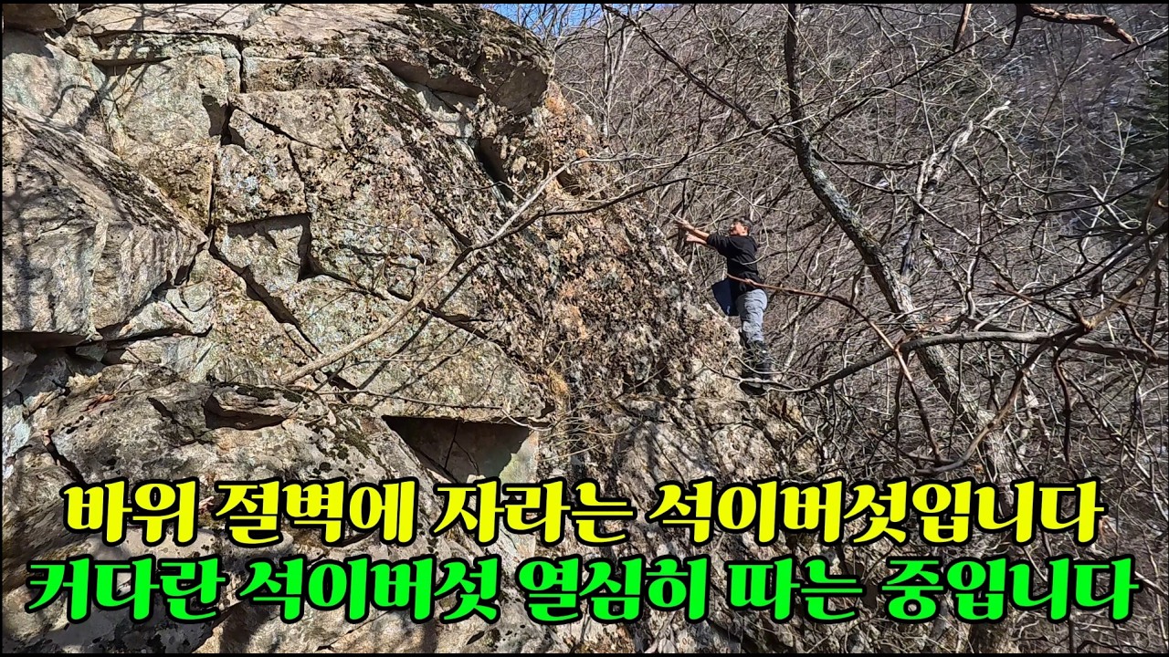 제1053회 2026.3.1 고산 바위에 자라는 석이버섯도 따고 상황버섯과 이제 올라오는 복수초도 만나고 왔습니다