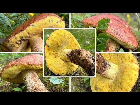 Video: Wo befinden sich Nadelwälder?