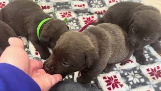 English Chocolate Labrador Retriever Puppies for sale in Michigan