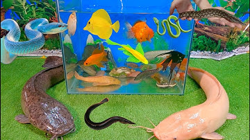 Tổng hợp các video cá cảnh đẹp, động vật dễ thương, cá trê khổng lồ, con cua, cá lau kiếng abino