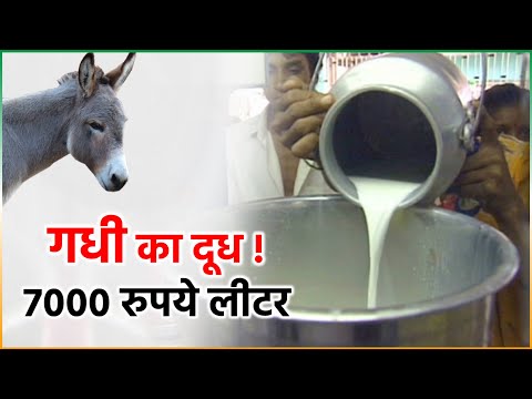 पहली बार देश में शुरू हुई Donkey Milk की डेरी,