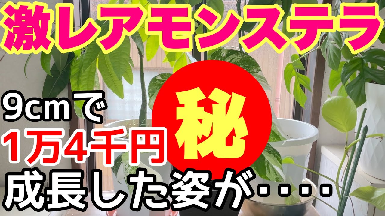 A beautiful houseplant! A rare Monstera worth 14,000 yen, grown to