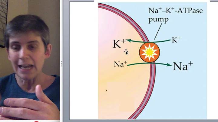 Resting Membrane Potential