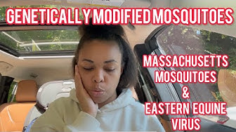 GENETICALLY MODIFIED MOSQUITOES & MASSACHUSETTS MOSQUITOES EASTERN EQUINE VIRUS thumbnail