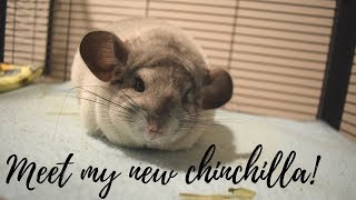 ChinVlogs - Adopting A Chinchilla!