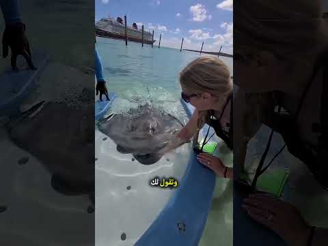 أسماك الراي ترحب بك