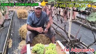 видео: Обзор бессемянных сортов и ГФ на 7.09.25г.(Афродита,Аватар,Кондарев-6, Арсеньевский,Ламборджини...+) картинка: Обзор бессемянных сортов и ГФ на 7.09.25г.(Афродита,Аватар,Кондарев-6, Арсеньевский,Ламборджини...+)
