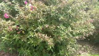 NATURAL  BURIAL CEMETERY TOUR