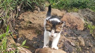 CUTE - PLAY WITH CAT -BILLI KARTI MEOW MEOW- kittens cats funniest - Animal Funny - VS 26 by ANIMALS 22 207 views 2 weeks ago 3 minutes, 4 seconds
