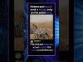 Violence and beautyreach a strange unityon this golden land.#foryou #fyp #animals#funny