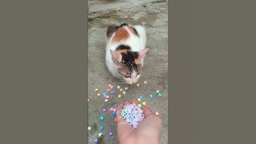 funny cat barsik beads🌈☔ #cat #reversevideo #asmr
