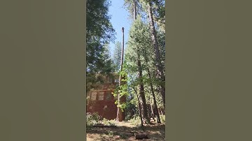 Thumbnail of #music #tree #nature
