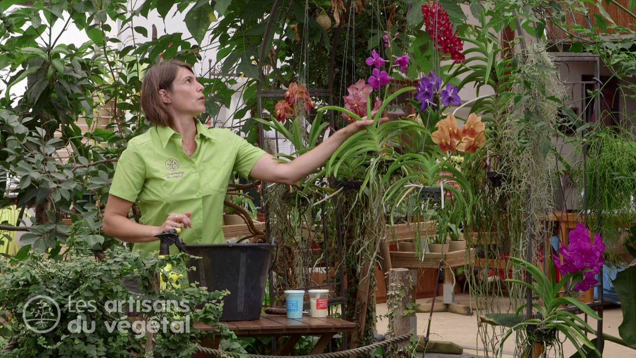 Comment arroser et cultiver une orchidée ? L'entretien des Vandas - thptnganamst.edu.vn