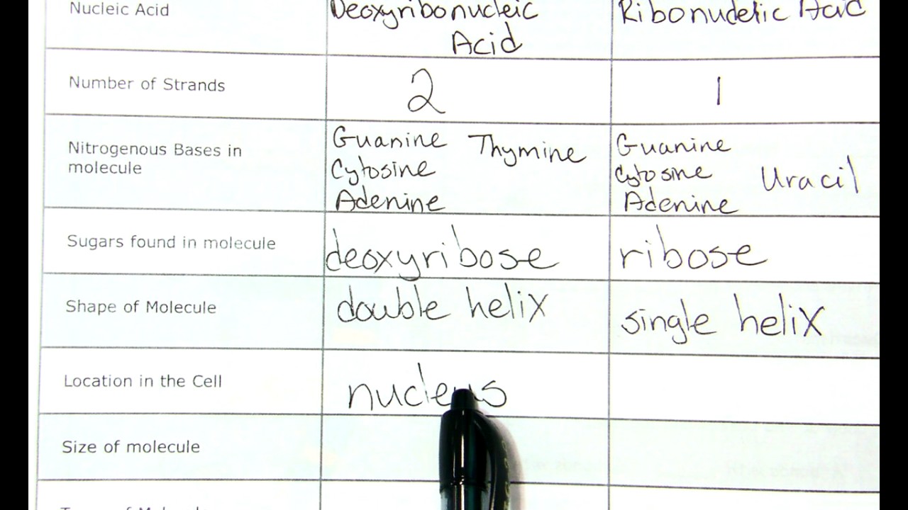 Dna Vs Rna Chart