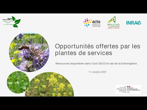 Vidéo: Bonnes plantes d'atrium - Plantes communes pouvant être cultivées dans les atriums