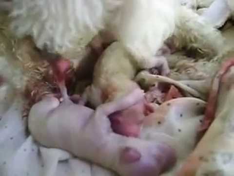 Parto De Mi Caniche Toy Luna Youtube