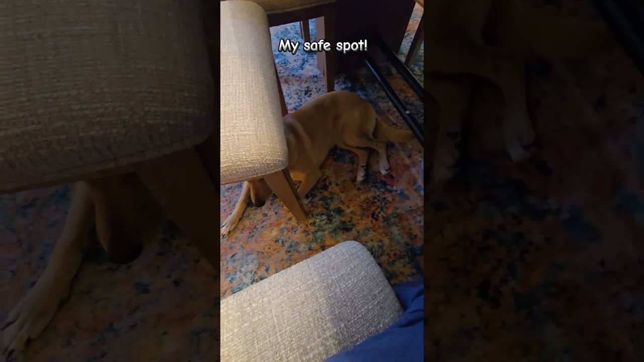 Puppy Safe Spot She Loves Being Under Our Dining Table Chairs 