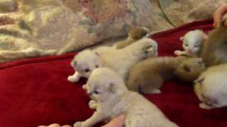 ATopCat RagaMuffin Kittens 2 weeks old by 4atopcat 2,761 views 14 years ago 4 minutes, 37 seconds