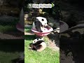 Kung Fu Panda.🐼 #panda #pandacore #funnypanda #KungFuPanda #usa_tiktok🇺🇸