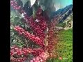 دعاء قصدتك وانت الكريم للمنشد عبد الكريم مهيوب mp3