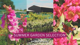 A Summertime Selection - Explore our Nursery!