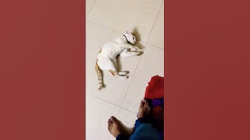 Lazy cat Mylo #shorts #cat #cats #kitten #pet #catlover #pets #catvideos #cutecat #catlovers #memes