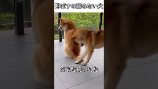 犬のおもしろ動画にツッコミどころ満載なアフレコしてみた＃98【柴犬】【しっぽ】【ハプニング映像】#shorts　#アフレコ #面白動画