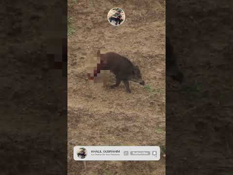 charge sanglier 2025 HD #chasse #hunting #khaliloubrahim #chien