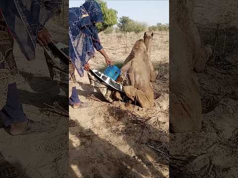 أي قبر تستخرجه هذه الفتاة من داخل الكوخ إنها تصب الماء عليه