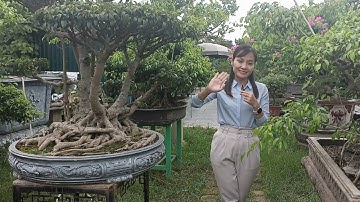 Vườn Bonsai Tầm Thế Giới Ngay ở Hà Nội