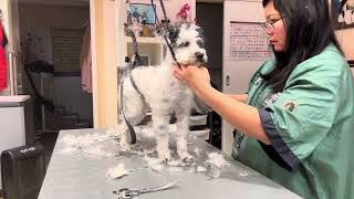 Mischlinghund sehr verfilzt !Grooming Guide:very matted dog (mixed breed dog)