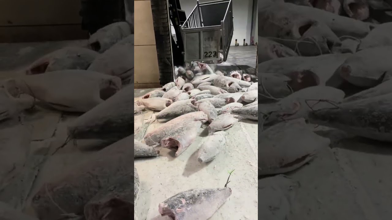 So Many Tuna Frozen Fish on the Floor!