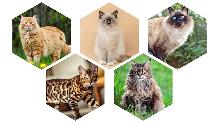 Video 7448911: hypoallergenic siberian cats, cat breed, feline explorer