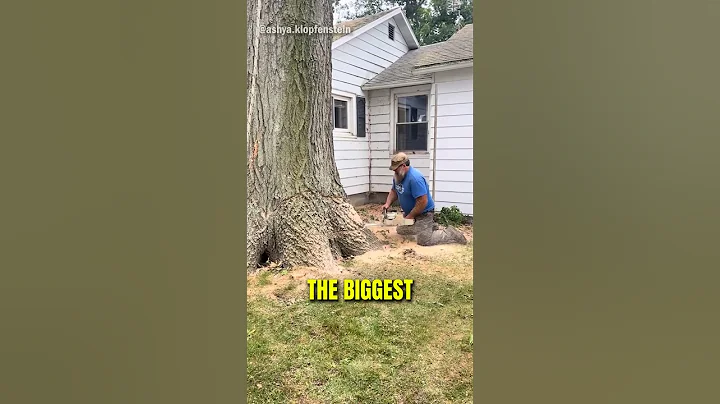 How Do You Cut Down The Biggest Tree Ever?