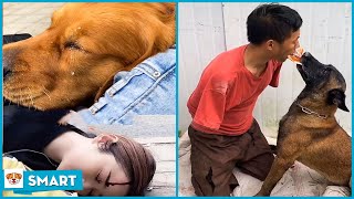 Smart dog saves people's lives V10 - The bravest dog showbiz ever! - Amazing pets