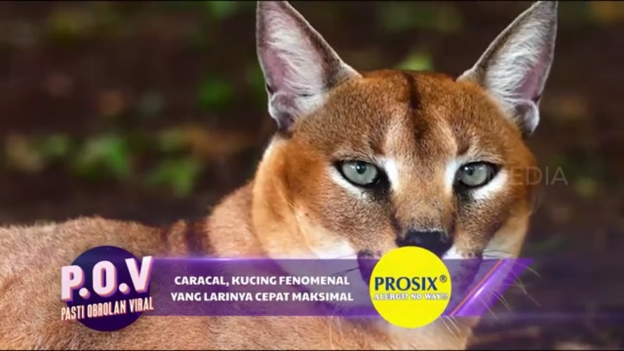 Kucing Eksotis Bikin Terhipnotis! | POV (23/10/23)*