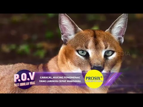 7 JEMBATAN ANGKER DI INDONESIA -  ON THE SPOT KAMIS 01-03-2018