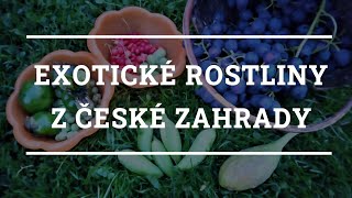 Exotické rostliny z české zahrady