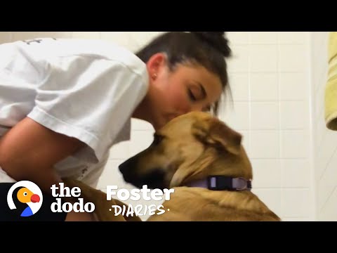 Wideo: Foster Dog nie może zawieść swojego szczęścia, gdy doświadcza prawdziwego łóżka po raz pierwszy!