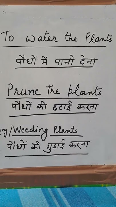 Paudho Ko Pani Dena In English YouTube paudho-ko-pani-dena-in-english-youtube