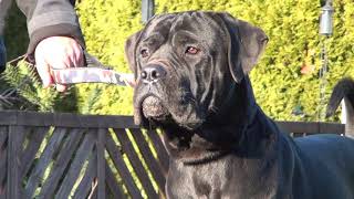 Cane Corso Rüde Bullet 18 Monate alt.