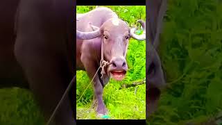 Pani lao re#funny #funny #cow #cute#animals