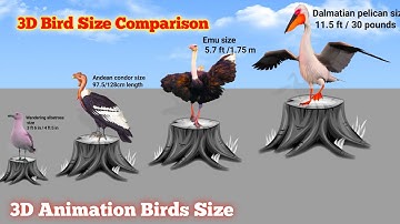 Birds Size 3D Comparison | 3D Animation Comparison | Biggest Bird #birds #size
