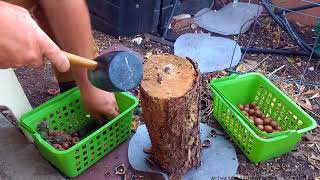 Macadamia Nut Harvesting