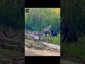 Honey badger