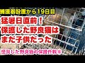 尻尾が壊死！ギリギリでの捕獲！ボランティアさんもびっくり！こんなに捕獲に時間のかかった子はいない！【怪我した野良猫の保護について】