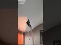 Ceiling Really Said ‘I’m Tired’ #shorts