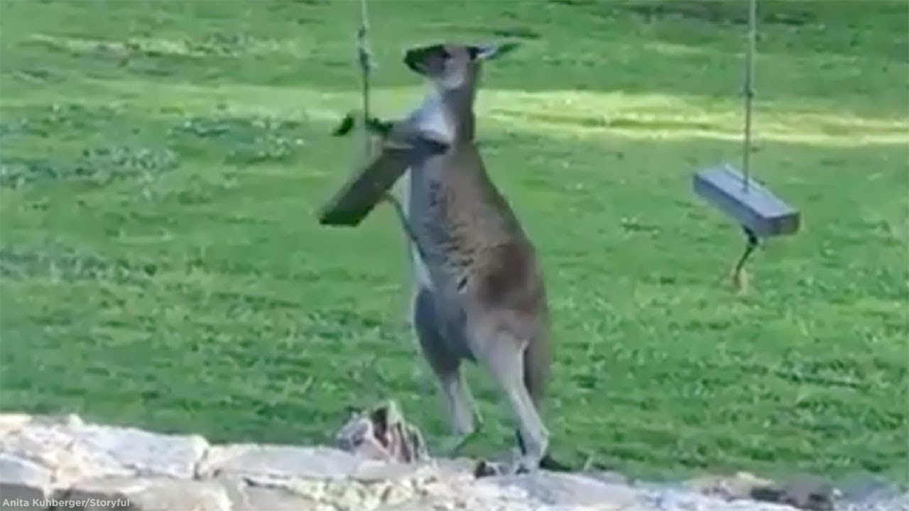 newspaper mockup Cute kangaroo just can't figure out how a swing works