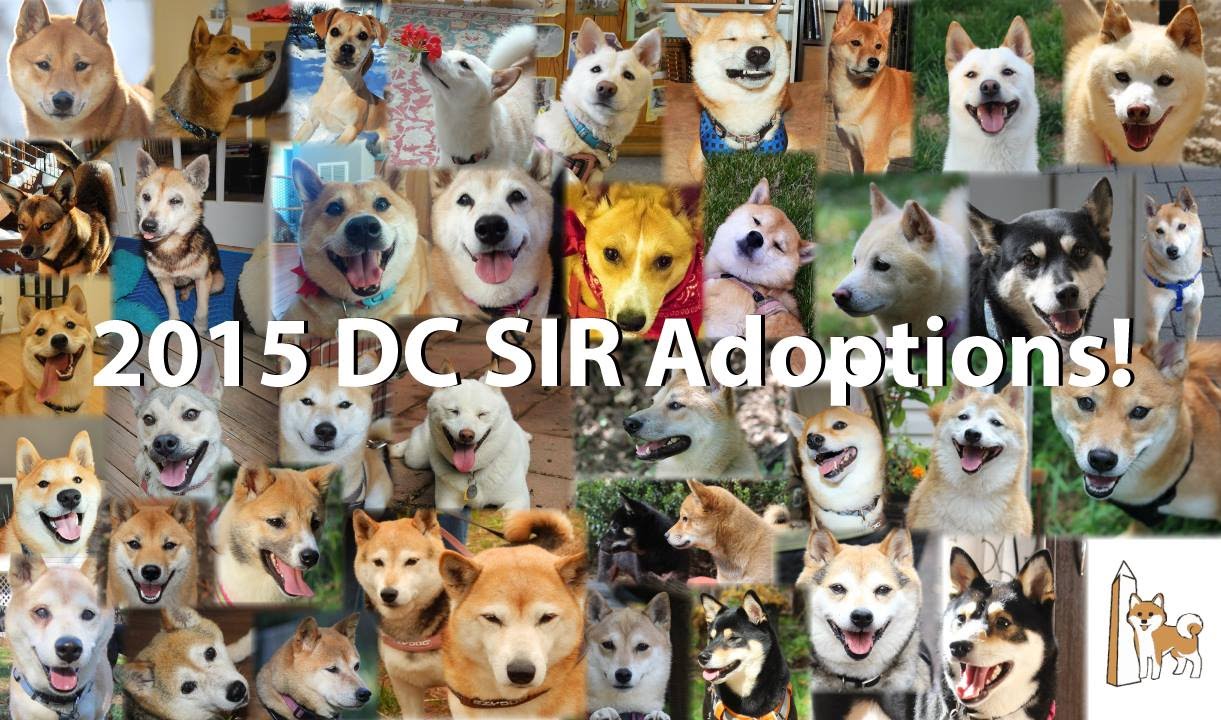 DC Shiba Inu Rescue (DC SIR): 2015 Year in Review - YouTube