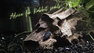 Advice for taking Care of your Rabbit Snails